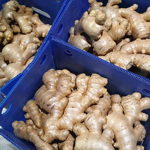 Ahịa Ginger ọhụrụ na-anabata nkwalite ogo