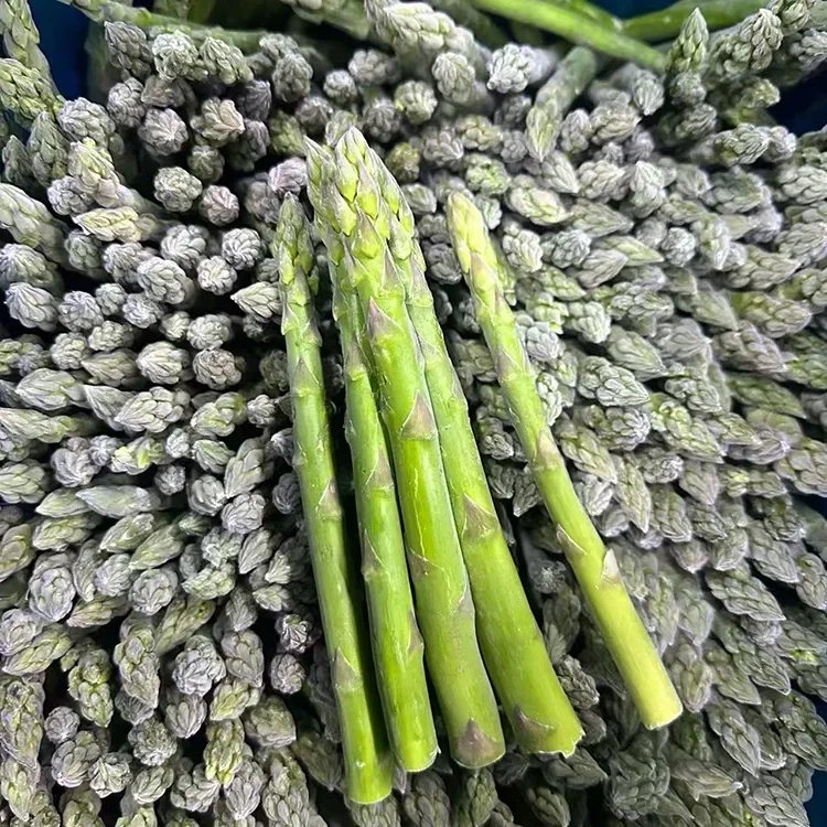 Asparagus Green Frozen ahọpụtara maka ọrụ nri na-agbanwe agbanwe yana ntinye ngwa ngwa