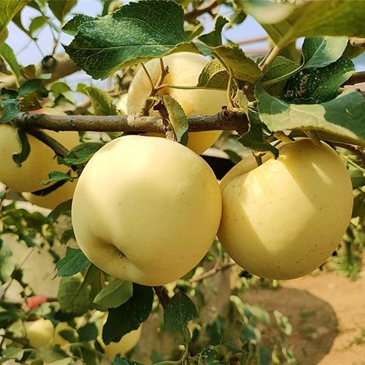 Apụl dị ụtọ Ọlaedo ọhụrụ