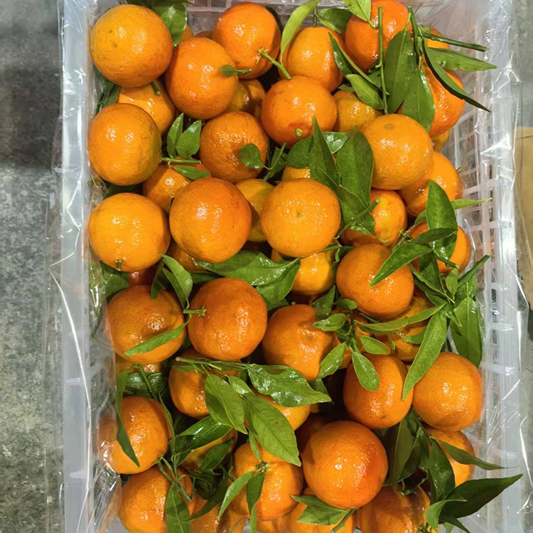 Mandarin Mashui ọhụrụ
