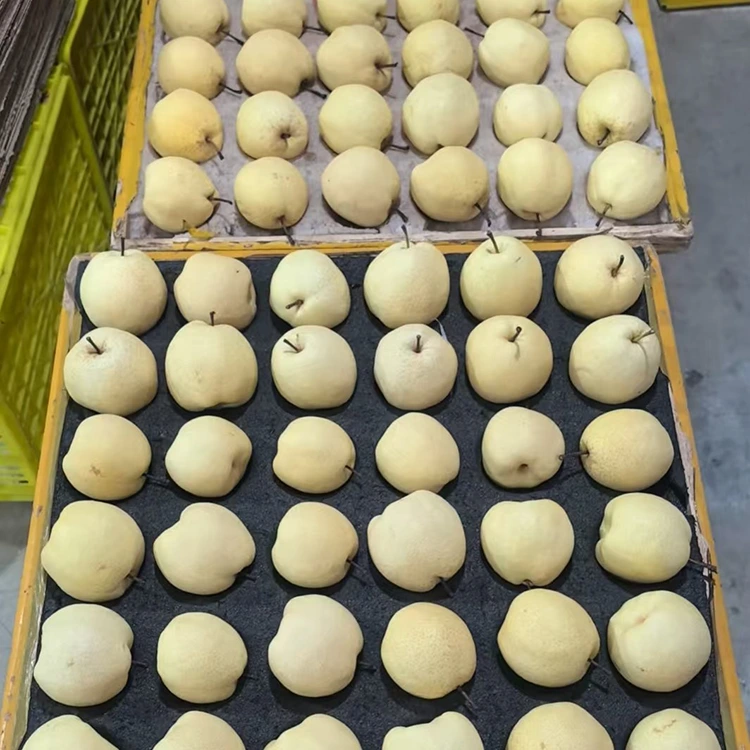 Gong pears nke eburu ọhụrụ
