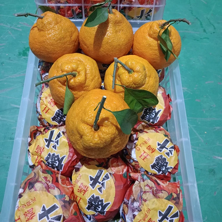 Mandarin Shiranui ọhụrụ