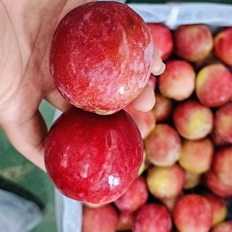 Plum Red Meiyi dị ụtọ