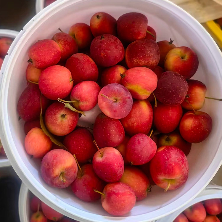 Apụl cherry nke China ọhụrụ-ọkwa dị elu