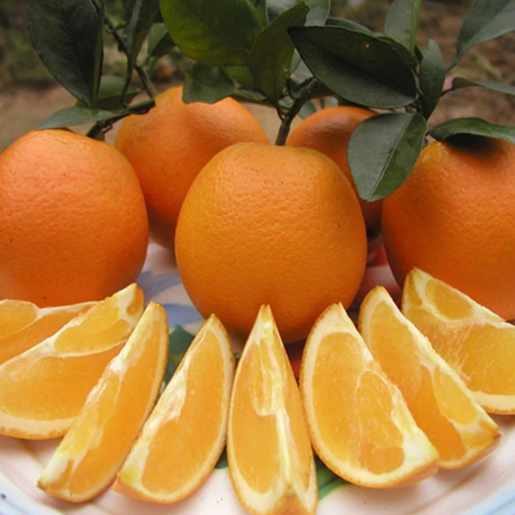 Oranges Otubo dị ụtọ dị adị ọhụrụ