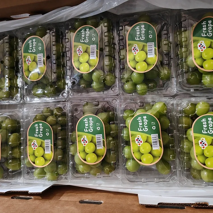 Mkpụrụ vaịn Muscat Ọhụrụ ahọpụtara